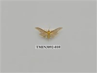 藏品(螟蛾102)的圖片